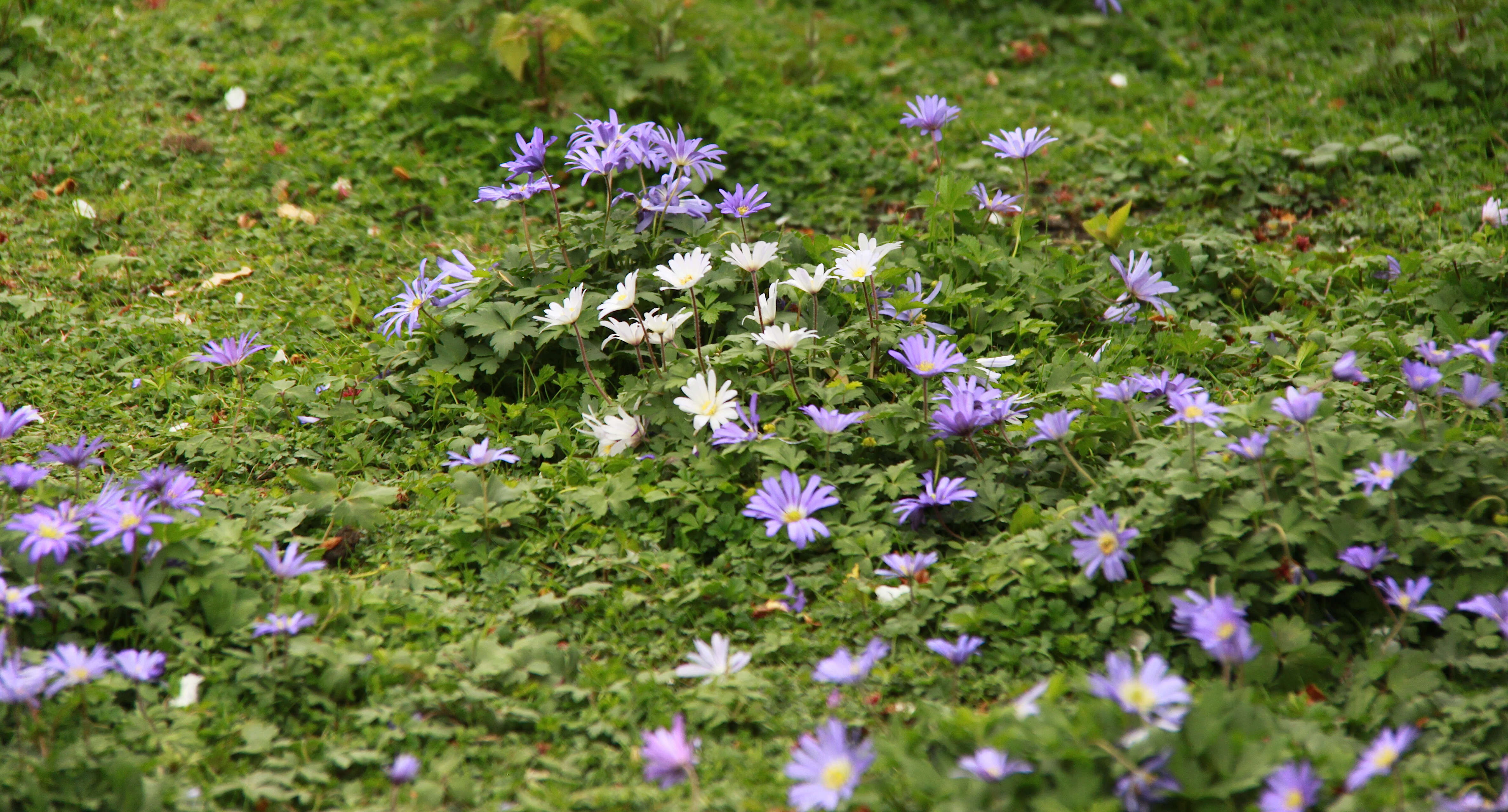 Image of Balkan Anemone