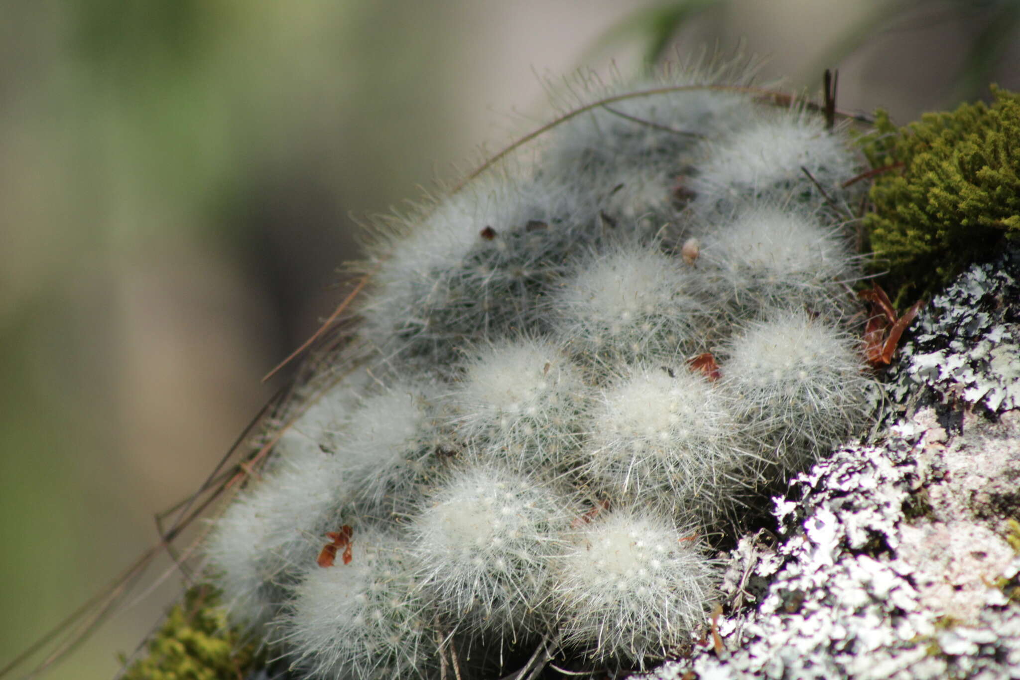 صورة Mammillaria senilis Lodd. ex Salm-Dyck