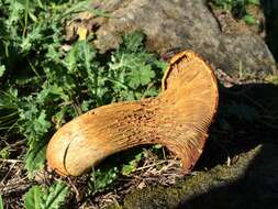 Image of western jack-o'-lantern mushroom