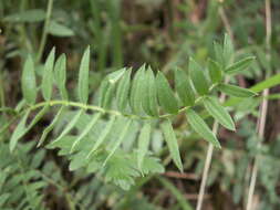 Image de Oxytropis ochroleuca Bunge