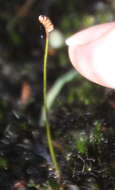 Image of Schizaea bifida Willd.
