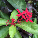 Plancia ëd Ixora javanica (Blume) DC.