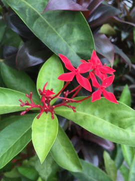 صورة Ixora javanica (Blume) DC.