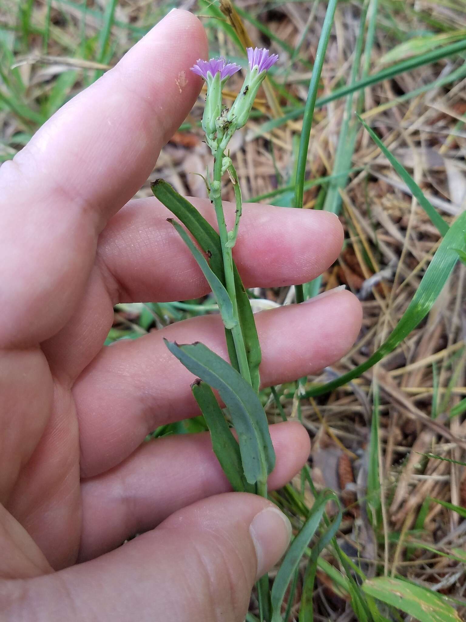 Image of grassleaf lettuce