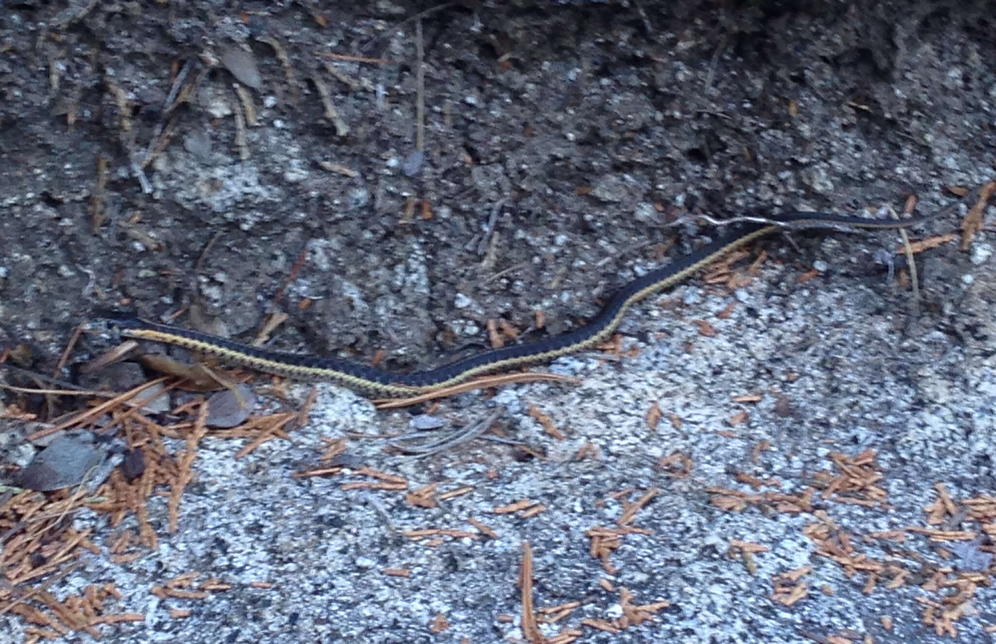 Image of Thamnophis atratus hydrophilus Fitch 1936