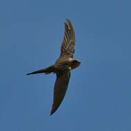 Image of Palm swift