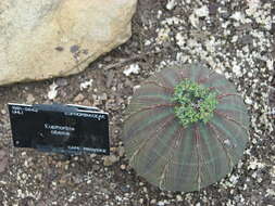 صورة Euphorbia obesa Hook. fil.