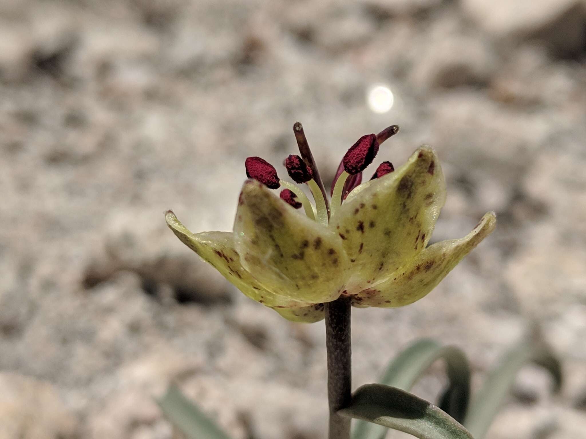 Image of Davidson's fritillary