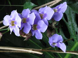 Image of Bengal clock vine