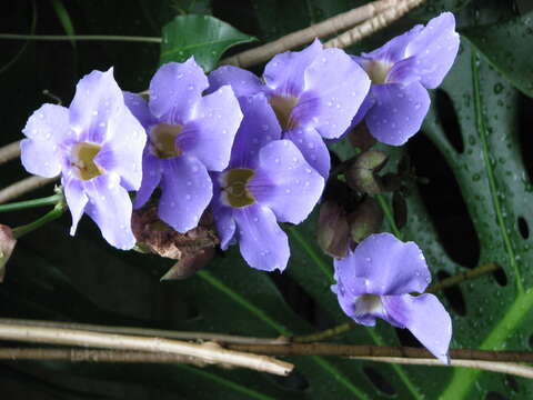 Image of Bengal clock vine