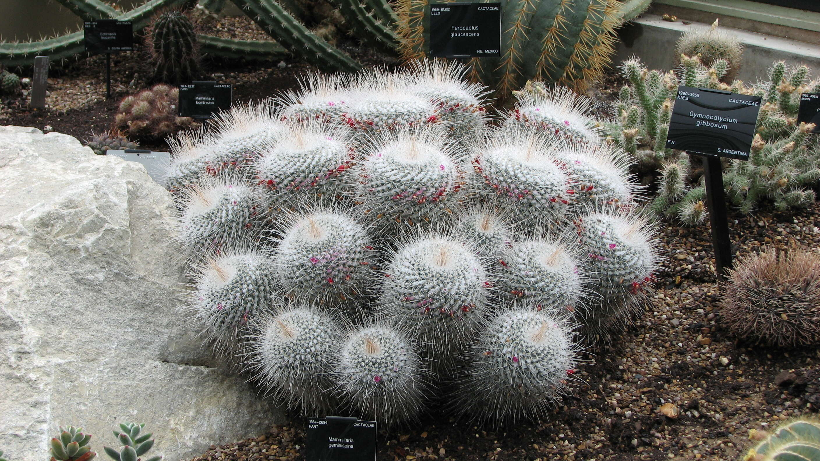 Image of Mammillaria geminispina Haw.