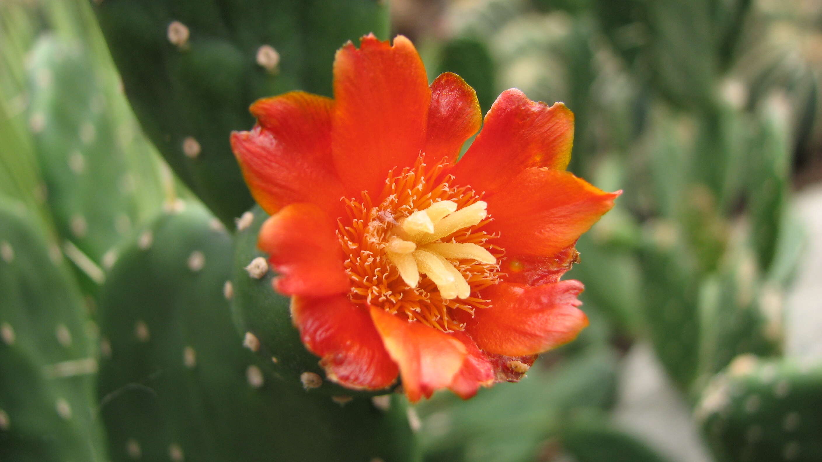 Imagem de Opuntia tuna (L.) Mill.