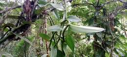 Image of West Indian vanilla