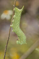 Image of Muscosa Sphinx