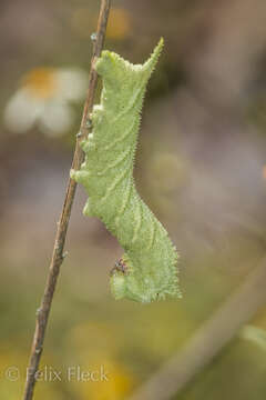 Image of Muscosa Sphinx