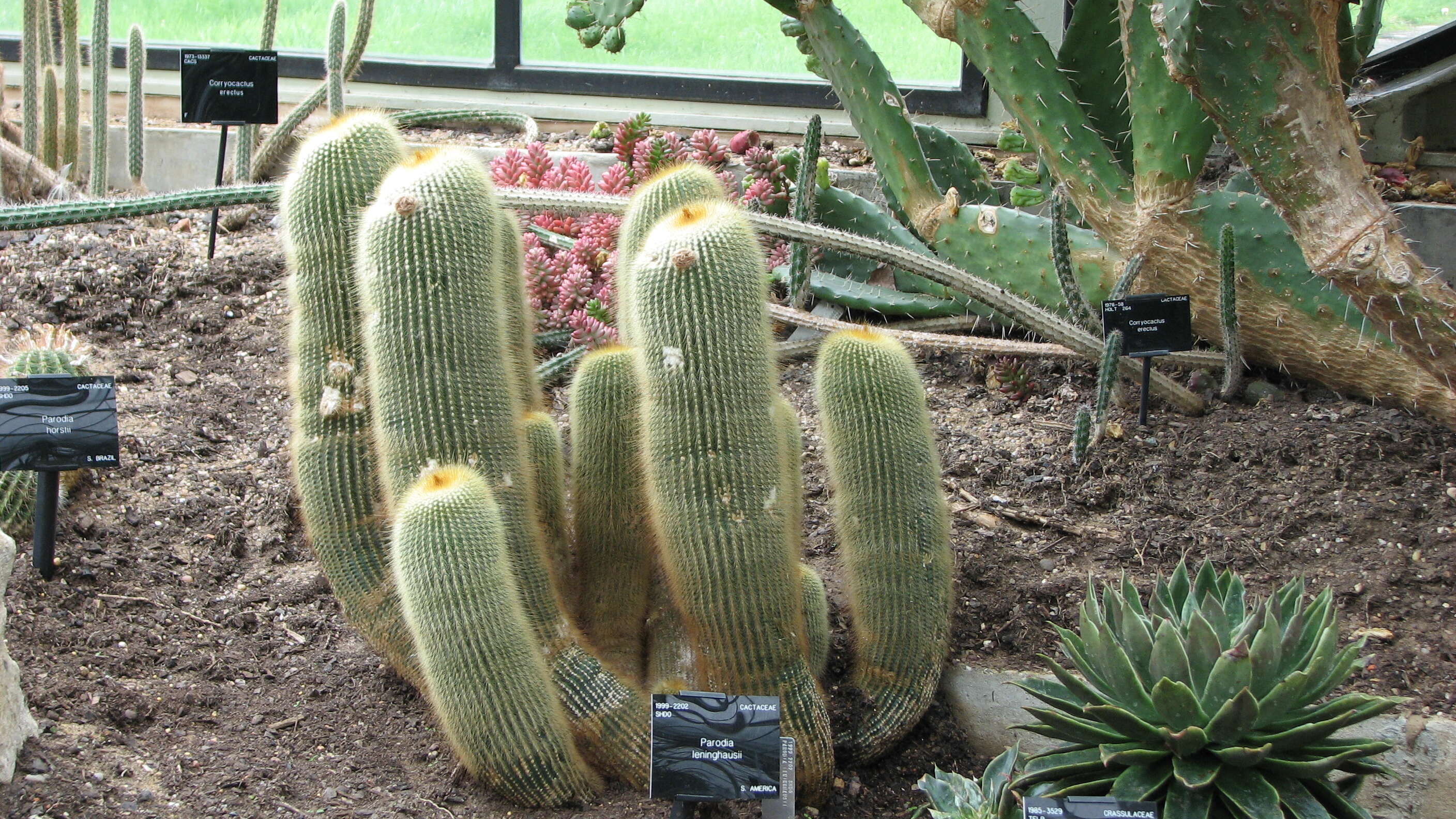 Image of Parodia lenninghausii (F. Haage) F. H. Brandt ex Eggli & Hofacker