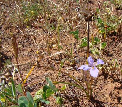 Image of Moraea pritzeliana Diels