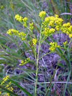 Image of Gattinger's goldenrod