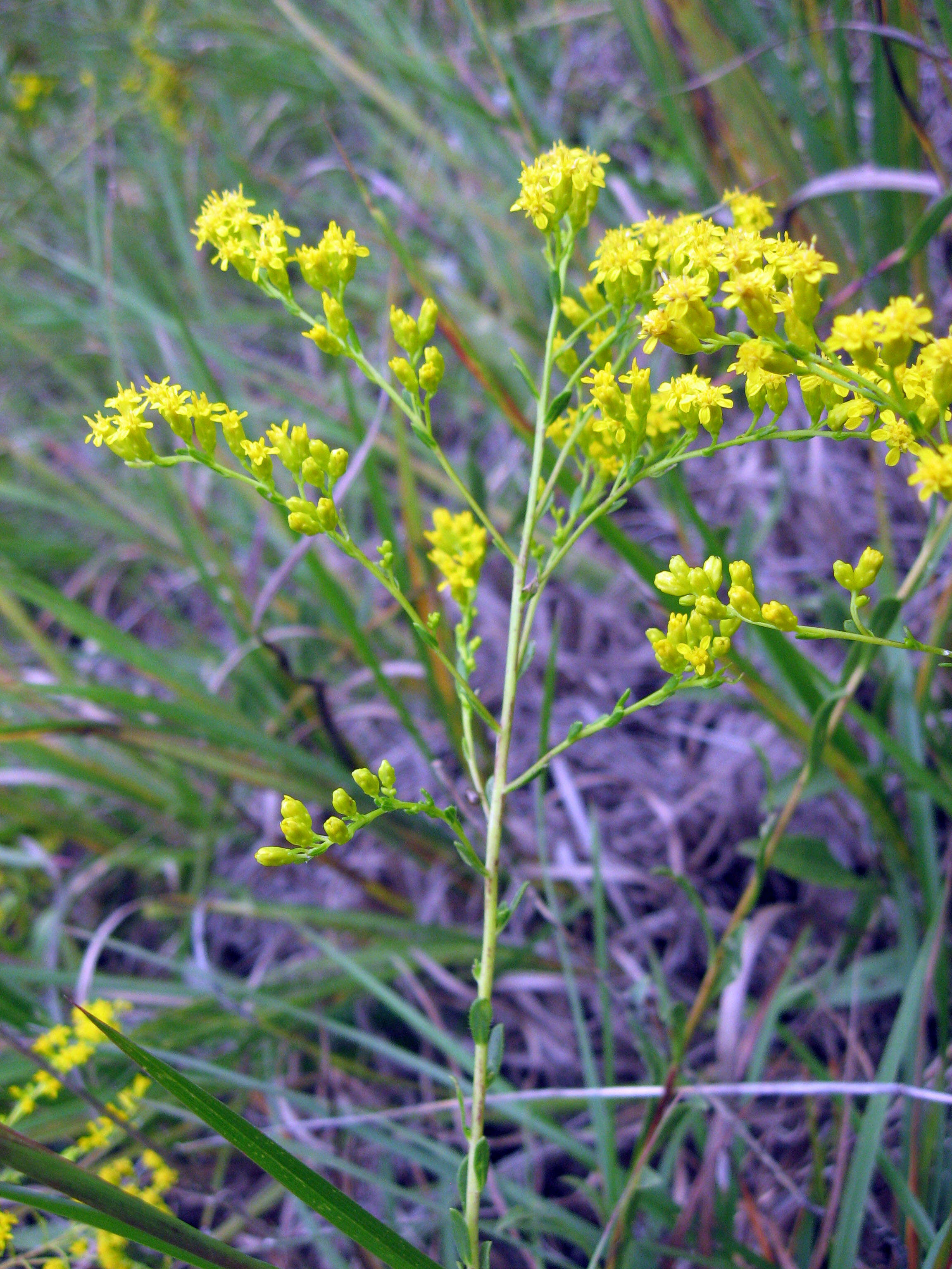 Image of Gattinger's goldenrod