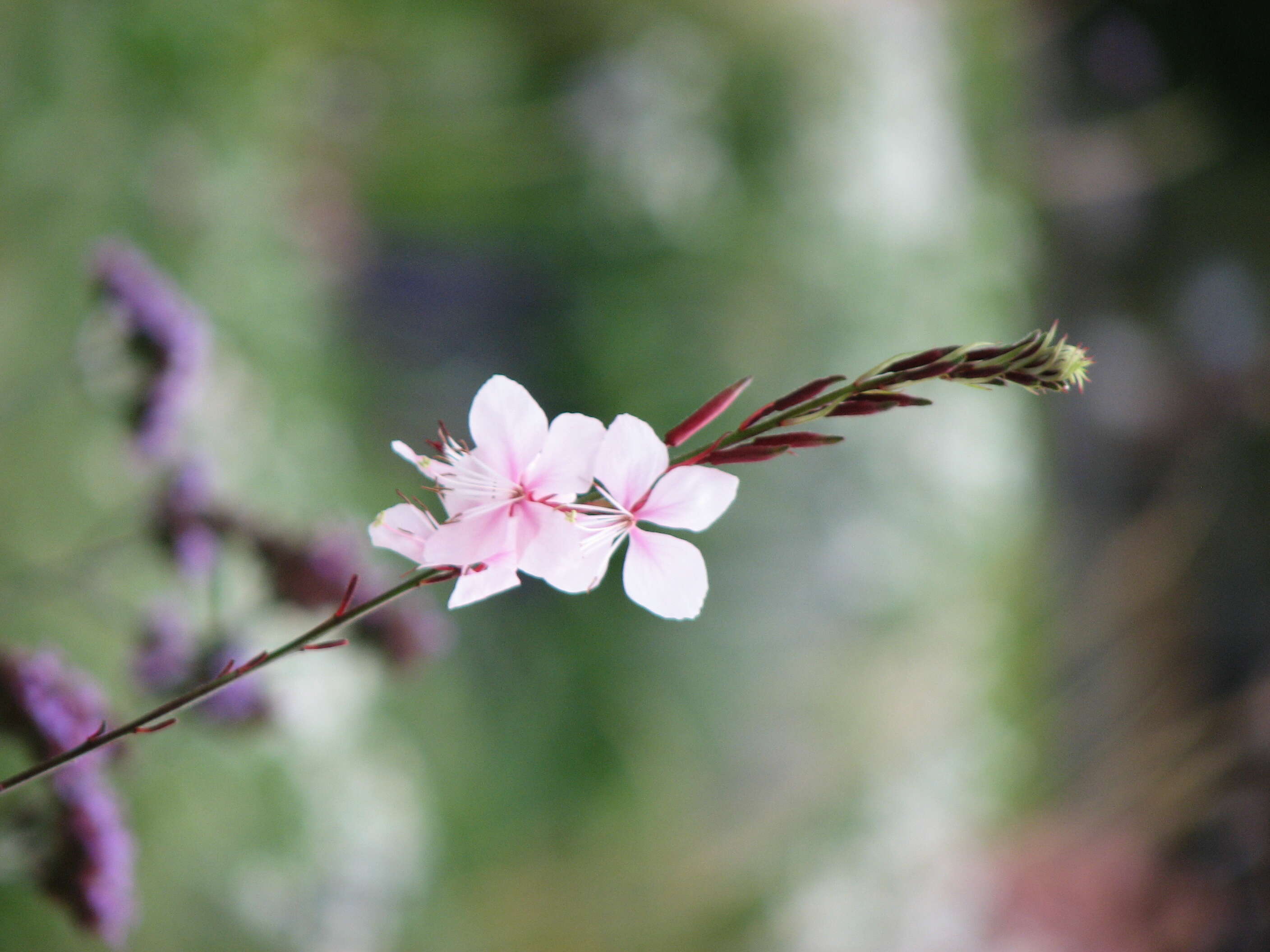 Image de Gaura