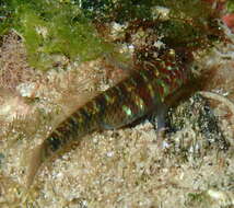 Image of Green bubble goby