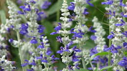 Image of mealycup sage