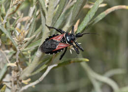 Plancia ëd Apiomerus montanus Berniker & Szerlip ex Berniker et al. 2011