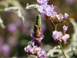 Image of Odontomyia angulata (Panzer 1798)