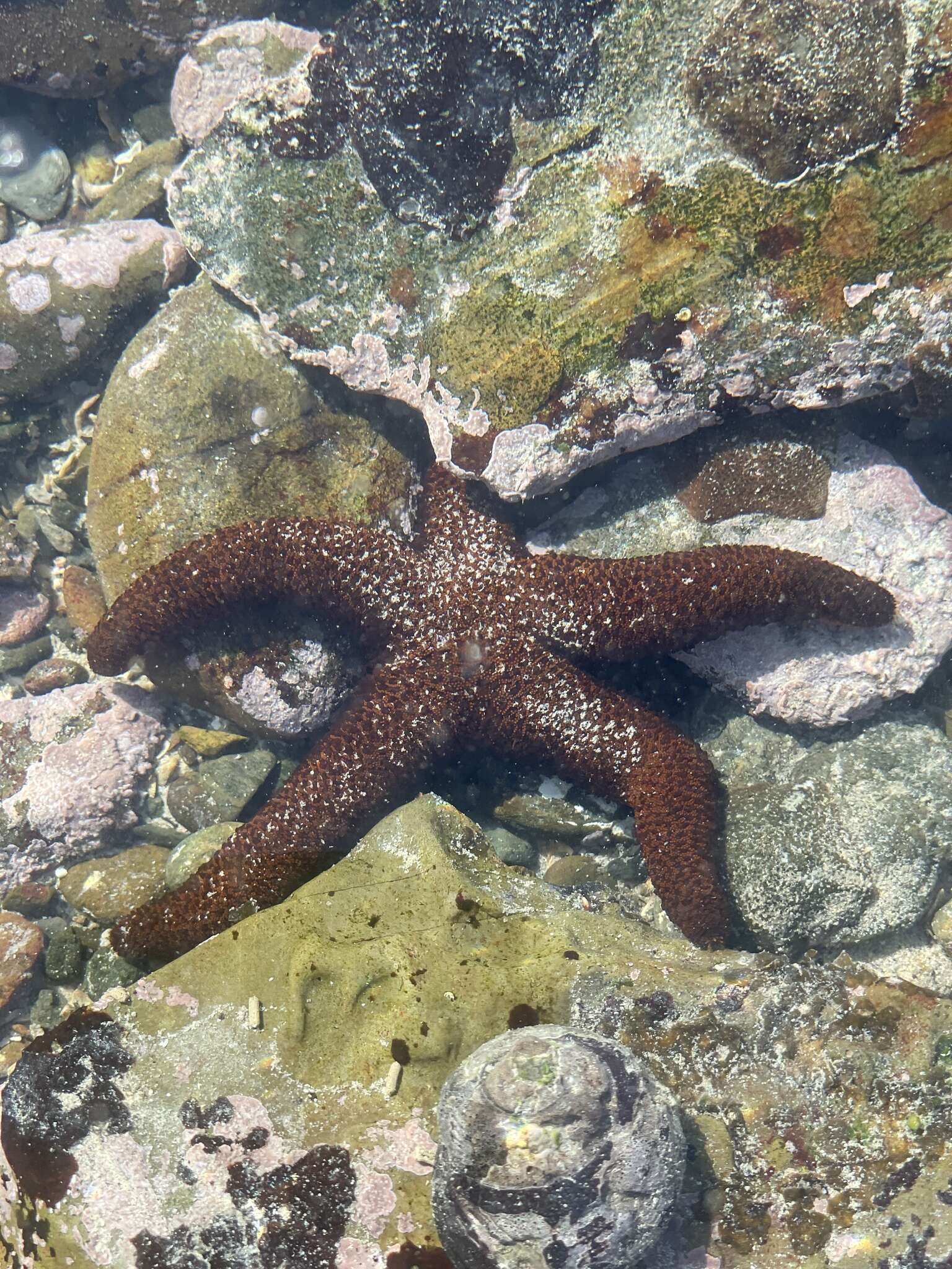 Henricia ornata (Perrier 1869) resmi