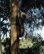 Image of koalas