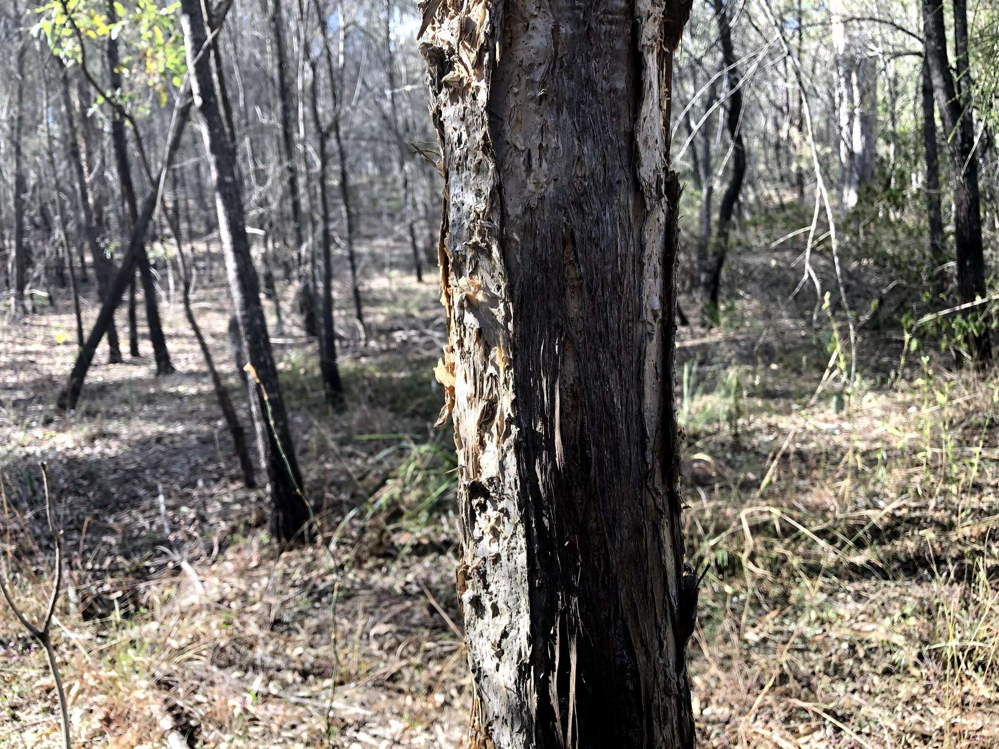 Image of Melaleuca irbyana R. T. Baker