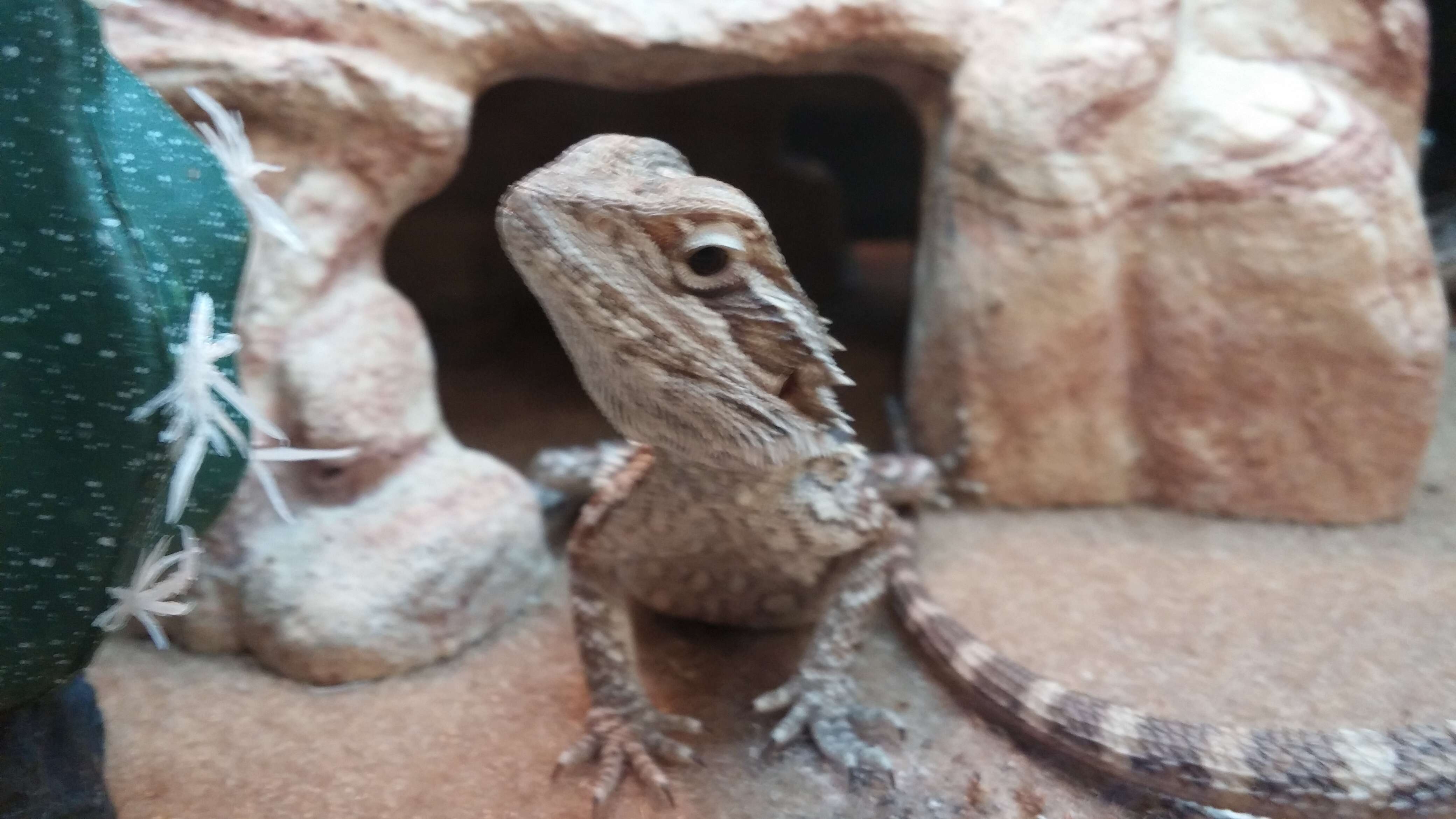 Image of Central bearded dragon