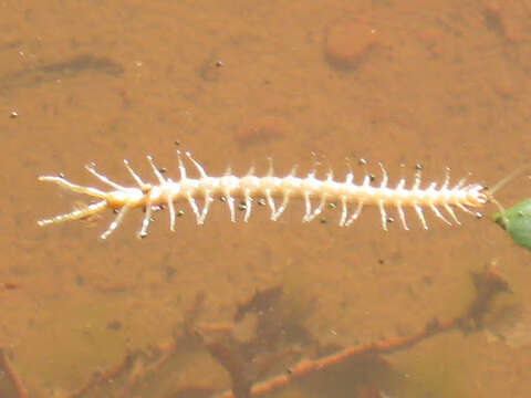 Image of Common Desert Centipede