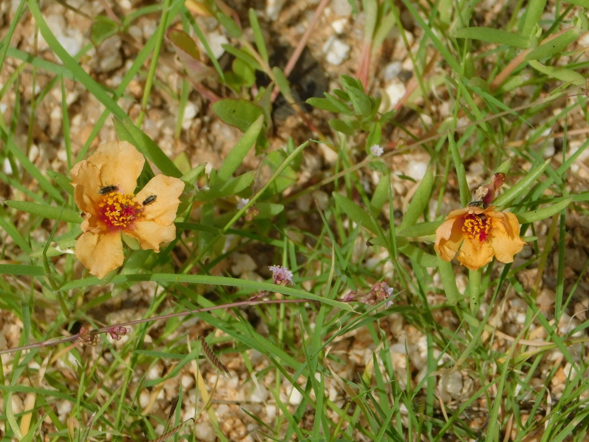 Image of shrubby purslane