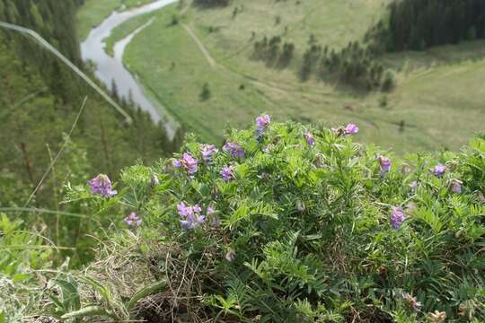 Imagem de Vicia uralensis