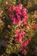 Plancia ëd Epacris impressa Labill.