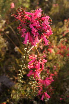 Plancia ëd Epacris impressa Labill.