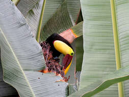 Plancia ëd Ramphastos ambiguus Swainson 1823