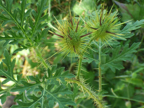 صورة Solanum lumholtzianum Robinson