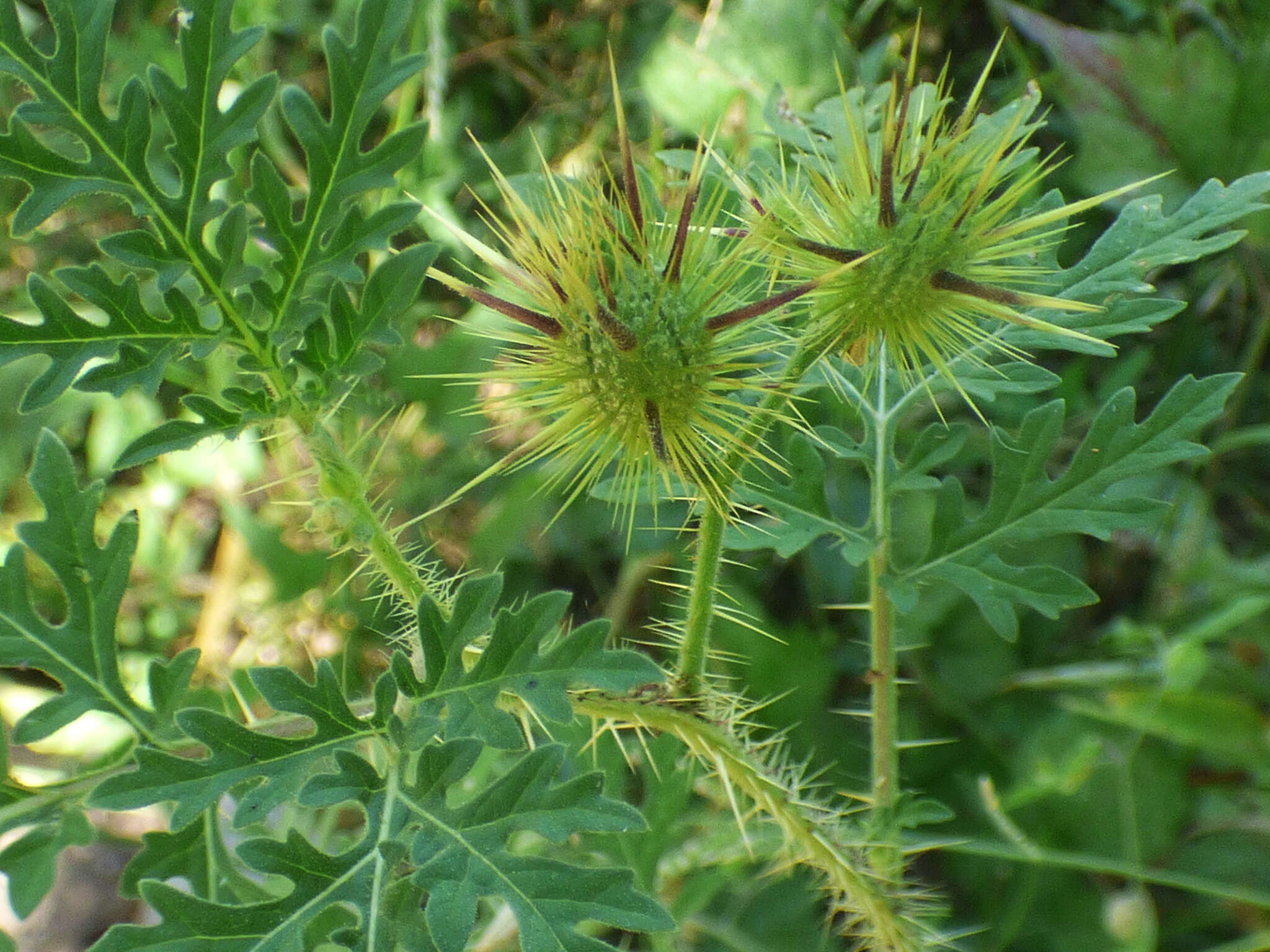 Image of Sonoran nightshade