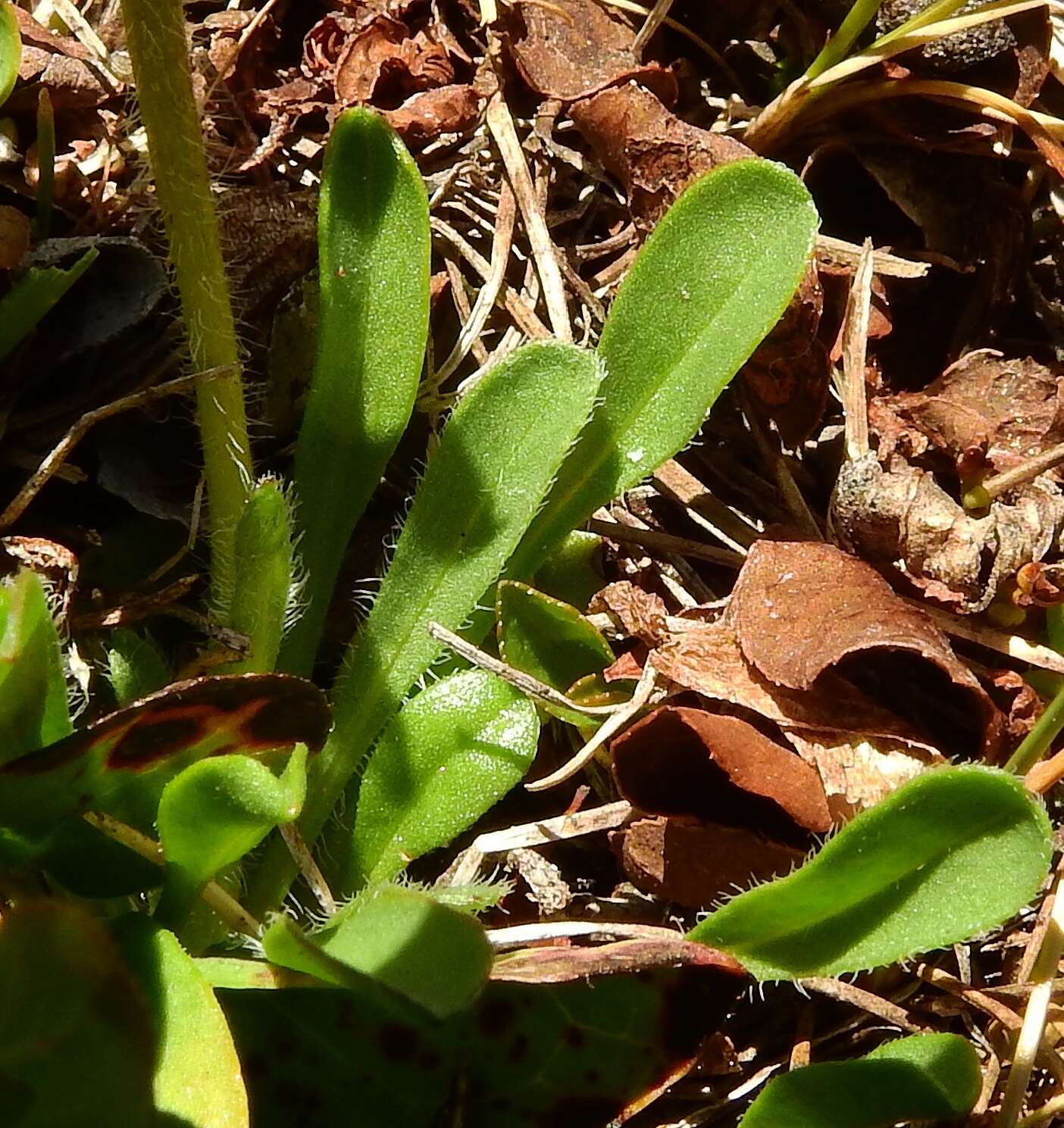 Image of largeflower fleabane