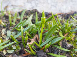 Image of Ophioglossum bergianum Schltdl.