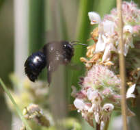 Image of Xylocopa tabaniformis orpifex Smith 1874