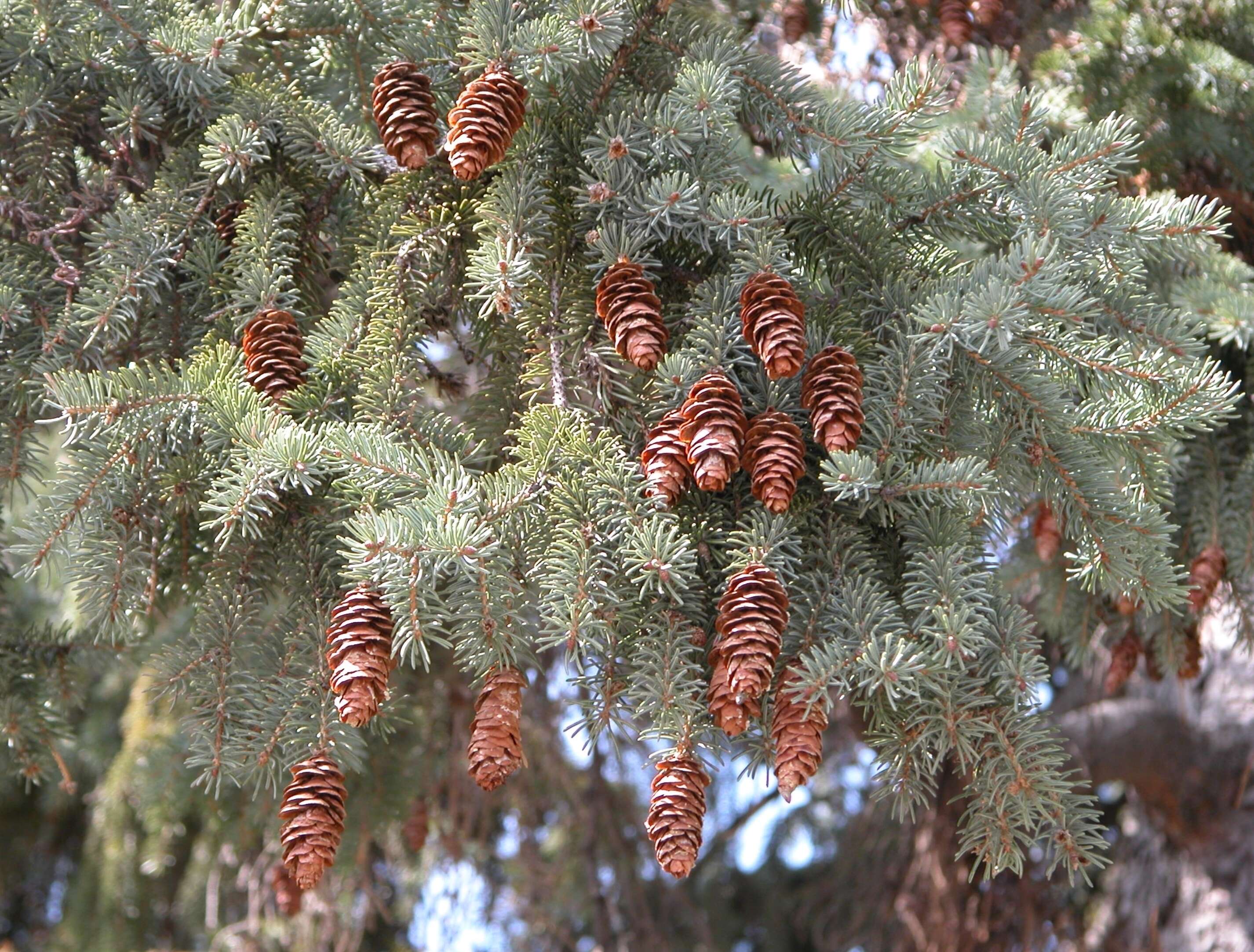 Image of Canadian Spruce