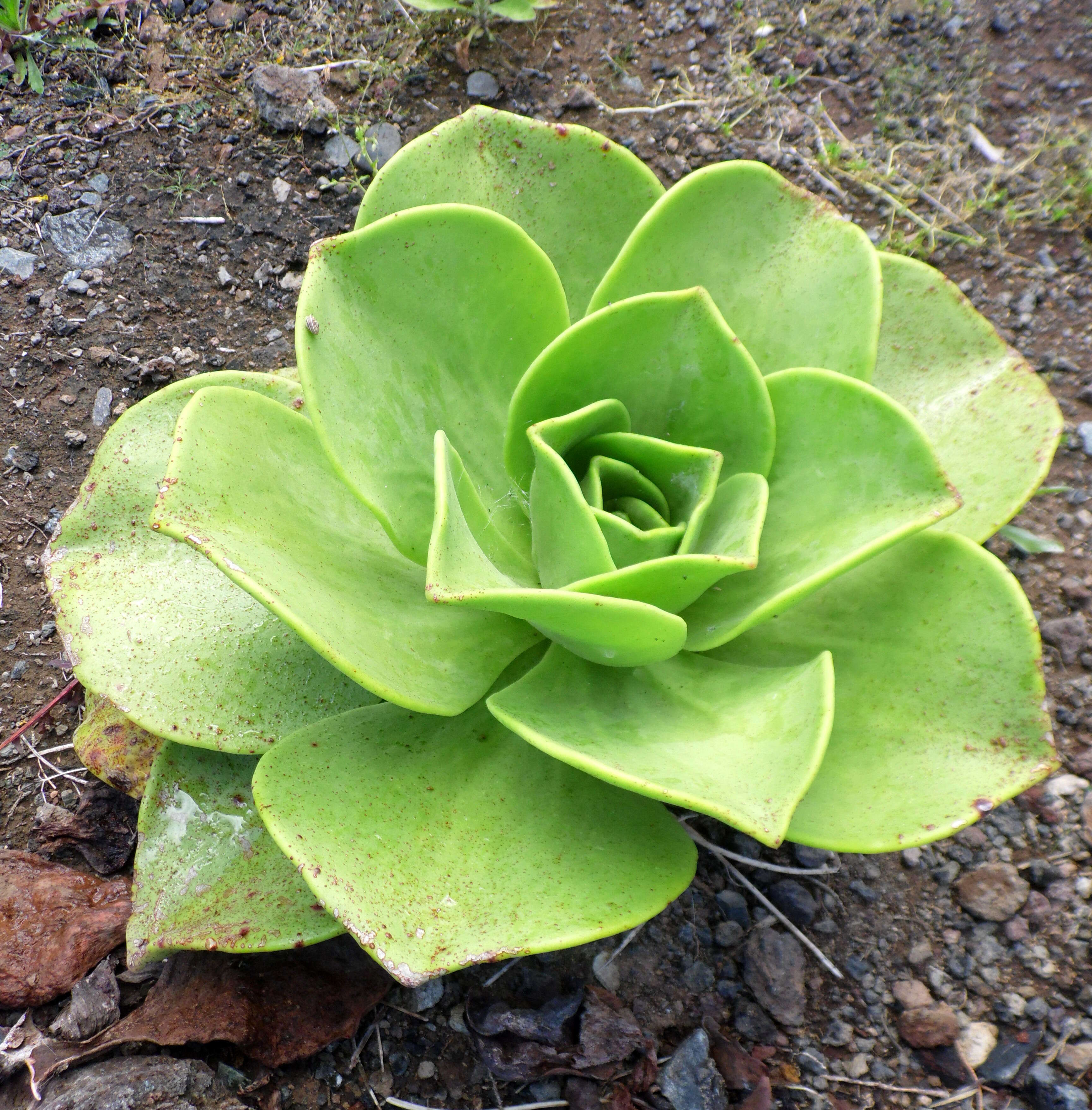 Image of Aeonium nobile (Praeger) Praeger