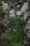 Image of cream narcissus