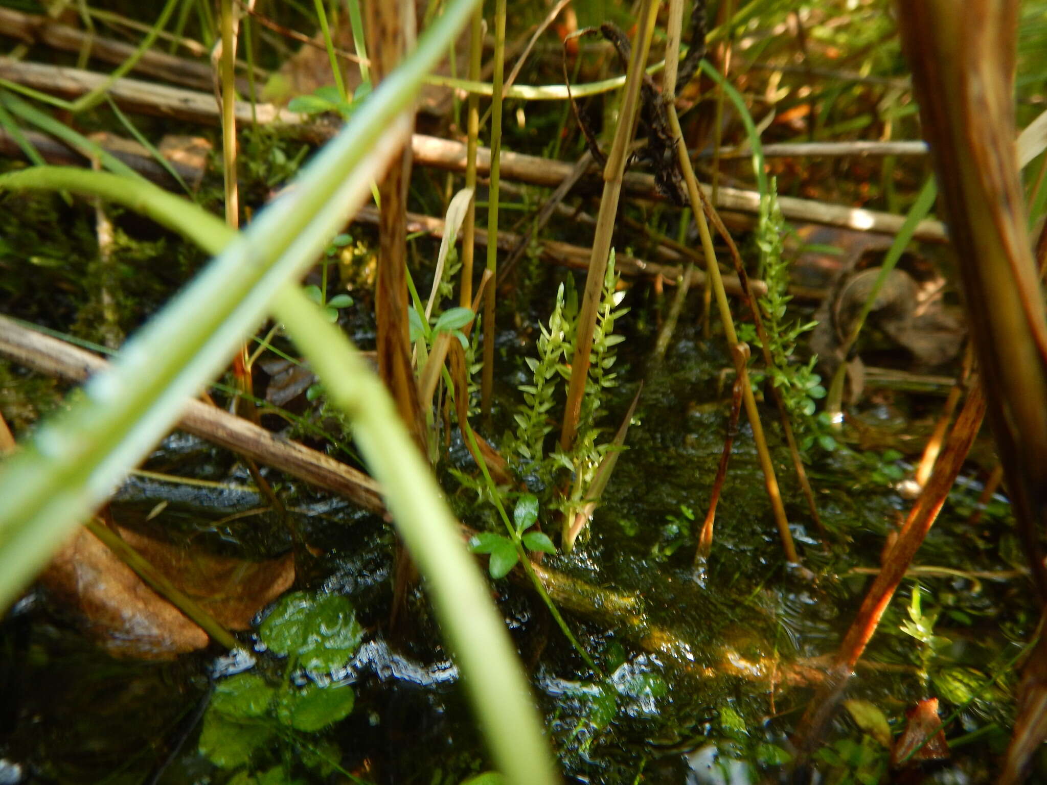 Image of calliergon moss