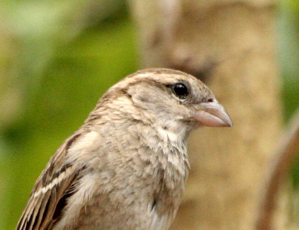 Image of Passer domesticus indicus Jardine & Selby 1831