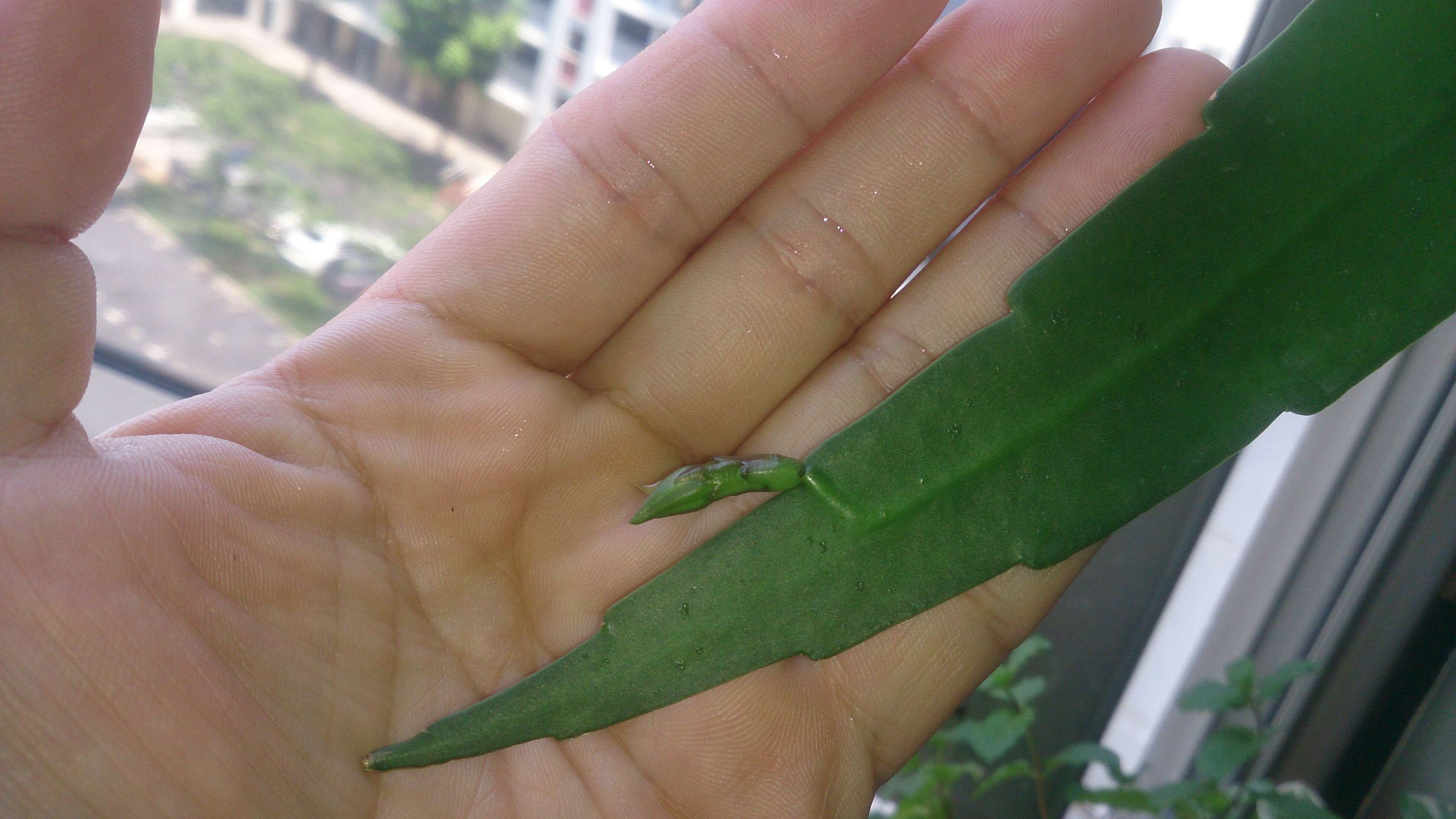 Image of Epiphyllum pumilum Britton & Rose