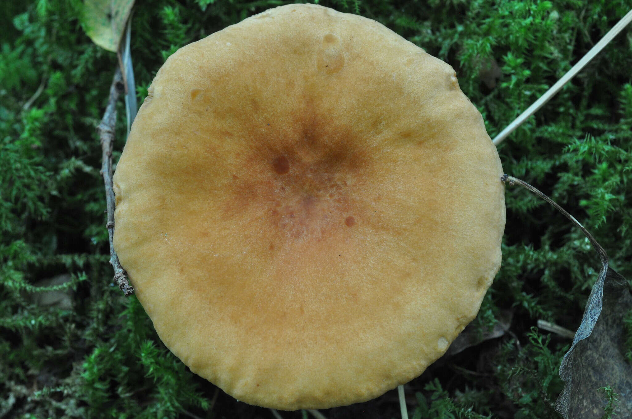 Imagem de Lactarius fulvissimus Romagn. 1954